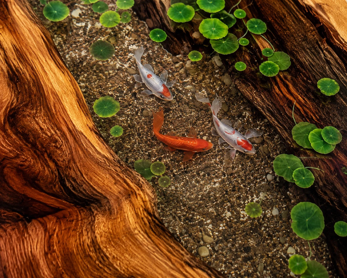 Aurorawoodart Custom Walnut Clear Koi Pond Epoxy Dining Table DT110